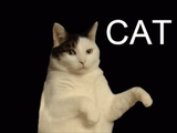 cat-im-a-kitty-cat
