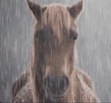 handsome horse