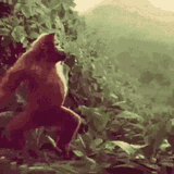 orangutan dance