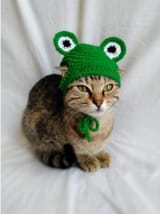 gatto3