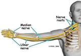 ulnar-nerve-anatomy-labeled