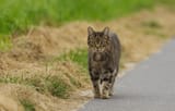 tabby-tomcat-on-his-way-600nw-2557858167