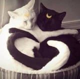 comfykitties
