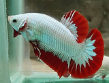 Betta-Fish-Online-61-1