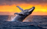 whale