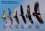 bald-eagle-relative-wingspan