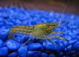 Young-marbled-crayfish-550x399