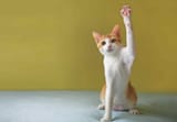 Cat-Body-Language