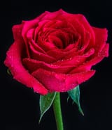 closeup-shot-red-rose-with-dew-top-black_181624-28079