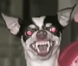 scary-ugly-dog-mzzr6i7p80pms5ue