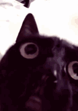 angry-black-cat-meme