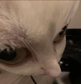 Hmbb