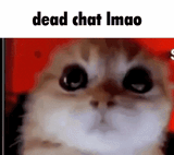dead-chat-cats