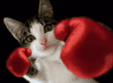 catboxing