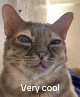Very Cool