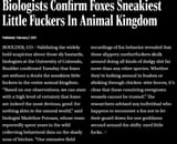 Foxes