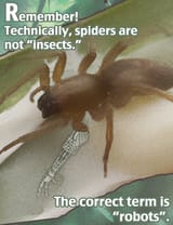 spiders