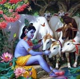 krishna cows