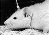 WAGrij_electrode