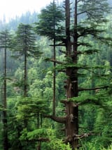 Cedrus_deodara_Manali_2