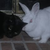 rabbit