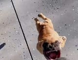 chomp