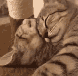 snugglecat