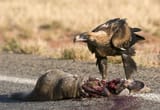WedgetailEagleCarrion