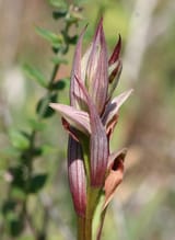 Serapias_parviflora-