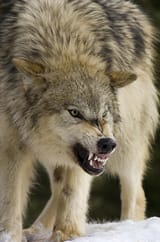 growling