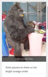 Orangekoko