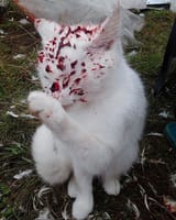 blood