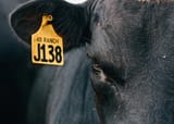 CattleTag