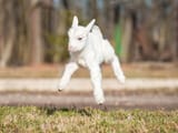 shutterstock_266544626-1