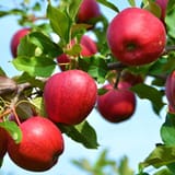 Firestorm-Honeycrisp-Apple-Tree