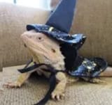 lizwiz