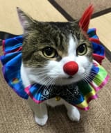 catclown