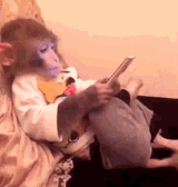 monkey-smart-phone