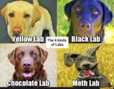 typesoflabs