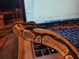 computer-snake-v0-2i2l5jj7cryc1