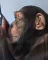 smartphone-monkeys_thumb.jpg