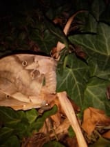 IMG_20250701_042623