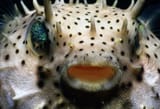 pufferfish