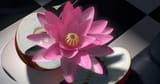 lotus