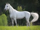 whitehorse