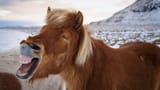 lol-horse