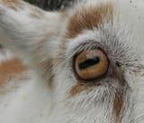 ain eye