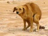 Perro