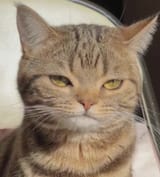gato