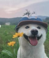 dfjppjh